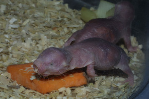 Naked mole-rat